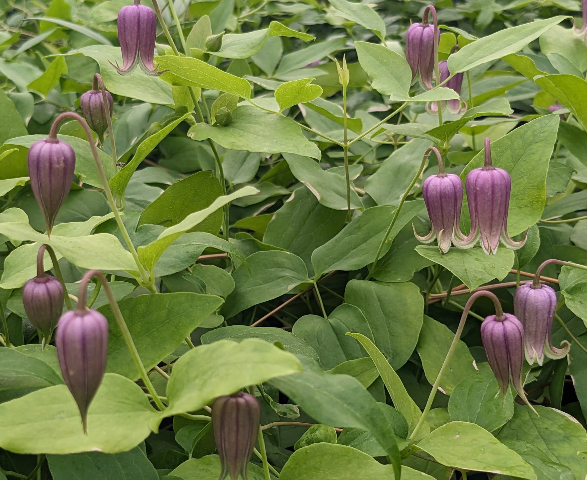 Waldrebe Reticulata Blumensamen zur Aussaat pflegeleicht Traditionssorte & ohne Gentechnik Samen Hausgarten