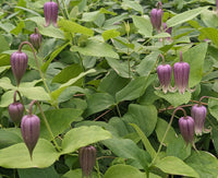 Waldrebe Reticulata Blumensamen zur Aussaat pflegeleicht Traditionssorte & ohne Gentechnik Samen Hausgarten