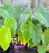 Alocasia Traditionssorte Non Gentechnik Aussaat Blumensamen zur Aussaat Halbschatten verträglich Traditionssorte & ohne Gentechnik Samen Hausgarten