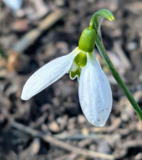 Weiß Galanthus Blumensamen zur Aussaat Anzucht Traditionssorte & ohne Gentechnik Samen Hausgarten
