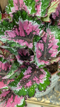 Painted Begonie Blumensamen zur Aussaat – hochwertige Qualitäts- – Traditionssorte & ohne Gentechnik Samen Hausgarten