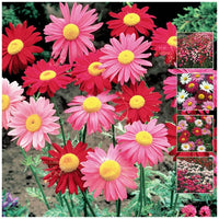 Gemischt Pyrethrum Blumensamen zur Aussaat Wildblume Mischung Traditionssorte & ohne Gentechnik Samen Hausgarten