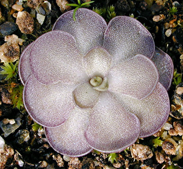 Mexican Butterwort Carnivorous Blumensamen zur Aussaat – einzigartig Addition Garten