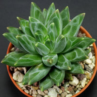 Pachyphytum Compactum Blumensamen zur Aussaat saisonal Dauerblüher Traditionssorte & ohne Gentechnik Samen Hausgarten