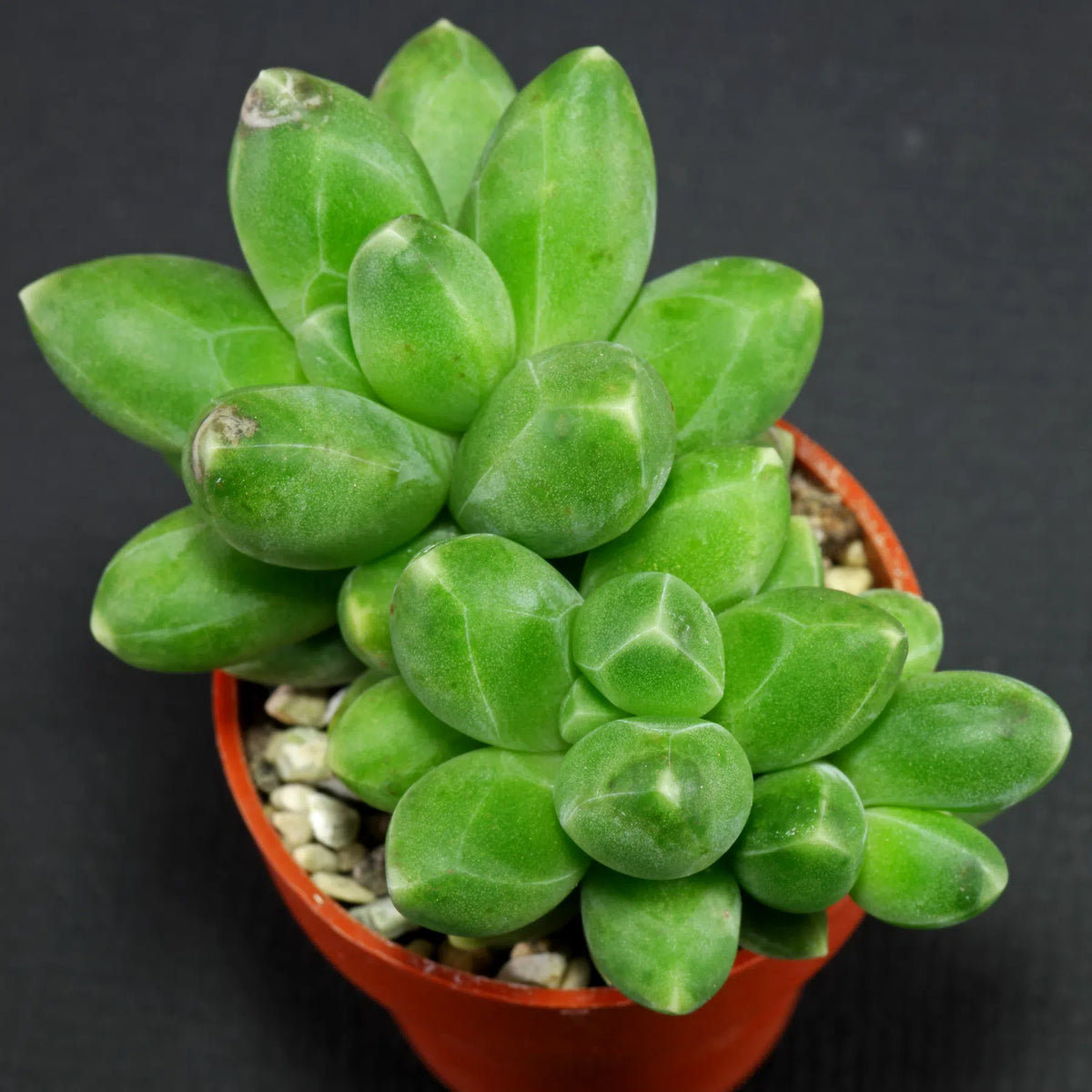 Pachyphytum (pachyphytum compactum) samen for anpflanzung in home garten