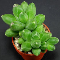Pachyphytum (pachyphytum compactum) samen for anpflanzung in home garten