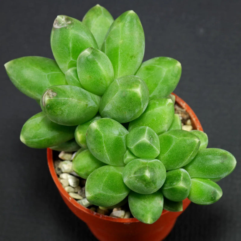 Pachyphytum (pachyphytum compactum) samen for anpflanzung in home garten