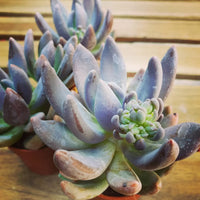 Pachyphytum Blumensamen zur Aussaat ideal Rabatten Traditionssorte & ohne Gentechnik Samen Hausgarten