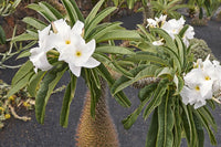 Madagascar Blumensamen zur Aussaat duftend Blüten Traditionssorte & ohne Gentechnik Samen Hausgarten