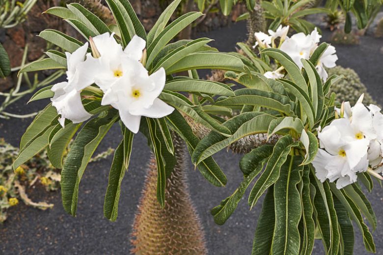 Madagascar Blumensamen zur Aussaat duftend Blüten Traditionssorte & ohne Gentechnik Samen Hausgarten