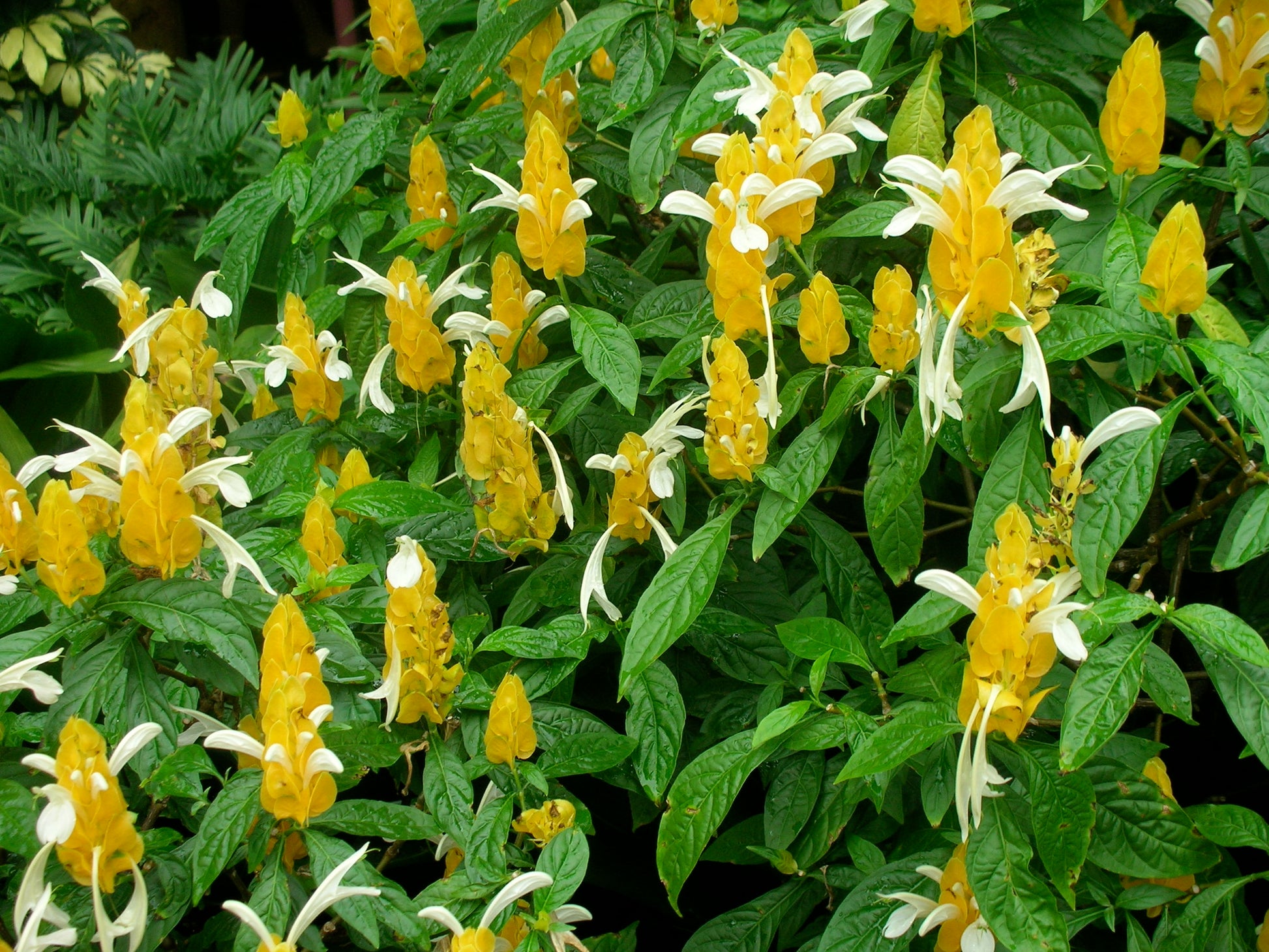 Gelb Pachystachys Lutea Blumensamen zur Aussaat – sonnenliebend – Traditionssorte & ohne Gentechnik Samen Hausgarten