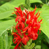 Rot Pachystachys Blumensamen zur Aussaat – ideal Rabatten – Traditionssorte & ohne Gentechnik Samen Hausgarten