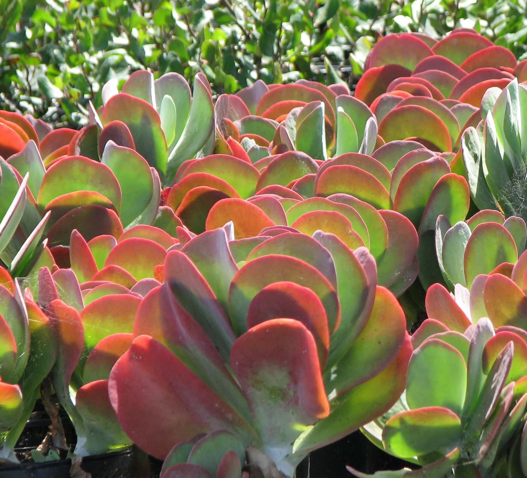 Flammendes Käthchen Humilis Blumensamen zur Aussaat Halbschatten verträglich Traditionssorte & ohne Gentechnik Samen Hausgarten