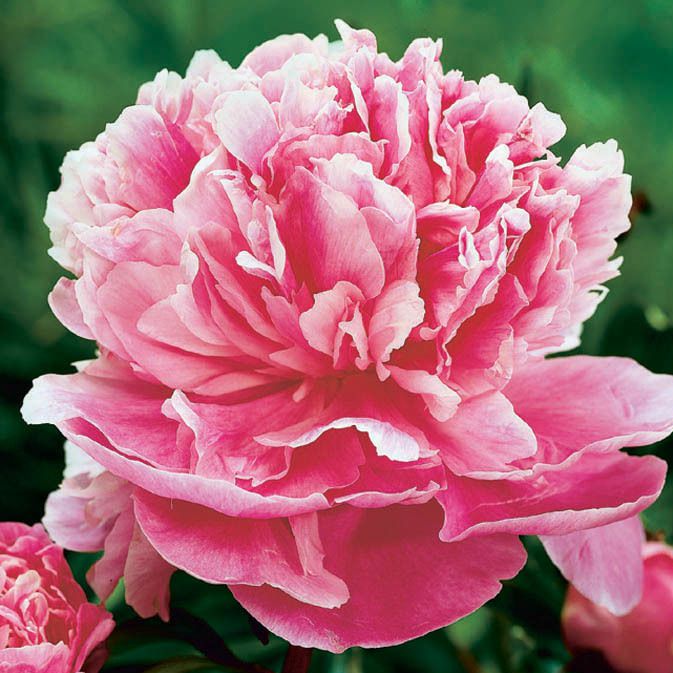 Light rosa eustoma blume samen for easy anpflanzung