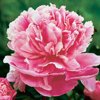 Light rosa eustoma blume samen for easy anpflanzung