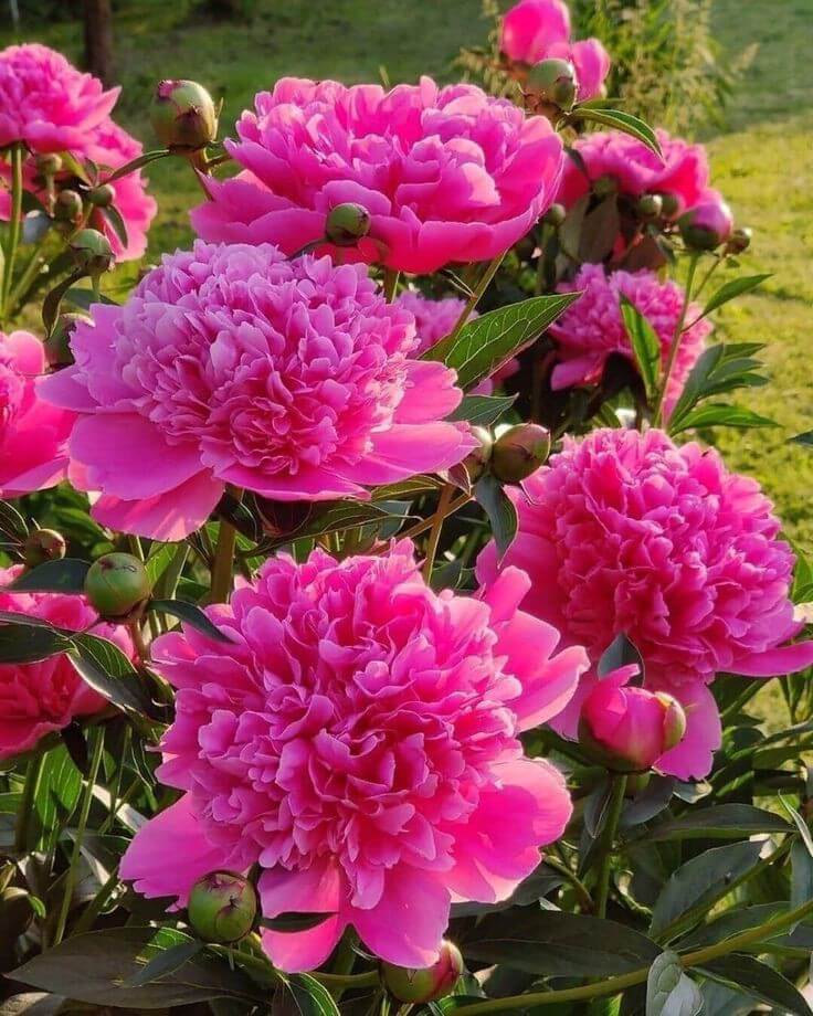 Tree peony flowering samen for gardens