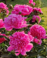 Tree peony flowering samen for gardens