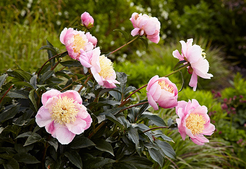 High germination tree peony samen