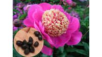 Non gmo paeonia suffruticosa samen