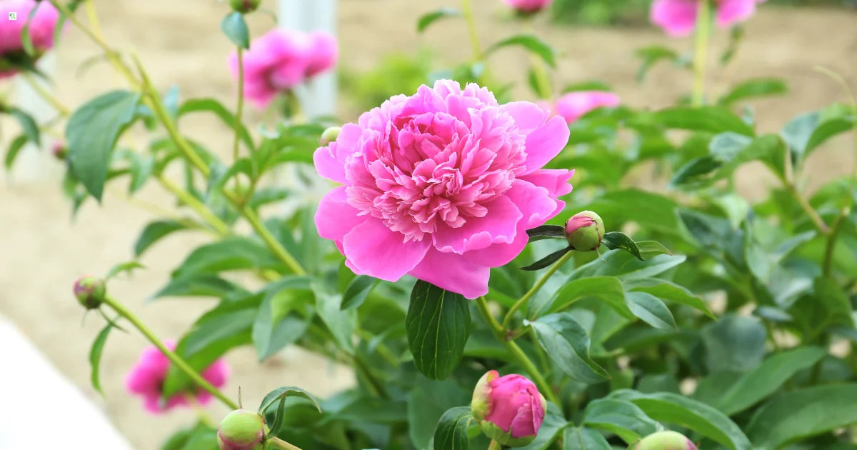 Ornamental paeonia suffruticosa samen for landscapes