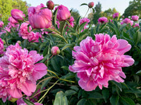 Paeonia suffruticosa samen for anpflanzung