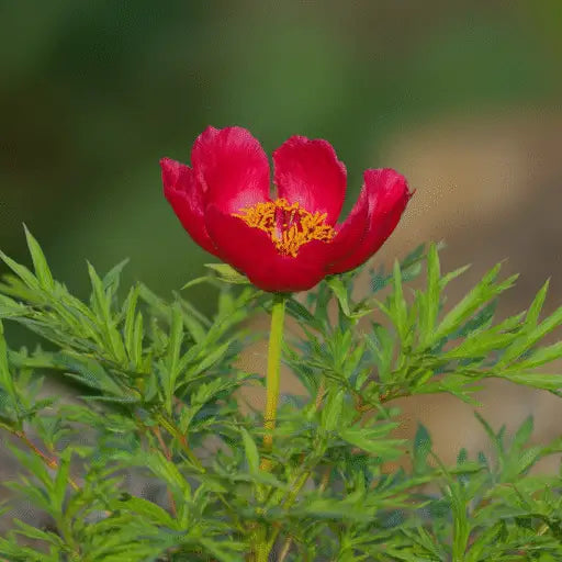 Paeonia Blumensamen zur Aussaat – Anzucht – Traditionssorte & ohne Gentechnik Samen Hausgarten