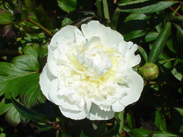 Precious Weiß Pfingstrose Blumensamen – Potted Blumen Bonsai Pflanzensamen