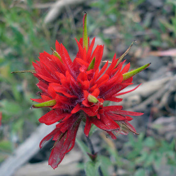 Castilleja Blumensamen zur Aussaat – saisonal Dauerblüher – Traditionssorte & ohne Gentechnik Samen Hausgarten