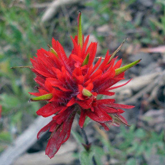Castilleja Blumensamen zur Aussaat – saisonal Dauerblüher – Traditionssorte & ohne Gentechnik Samen Hausgarten