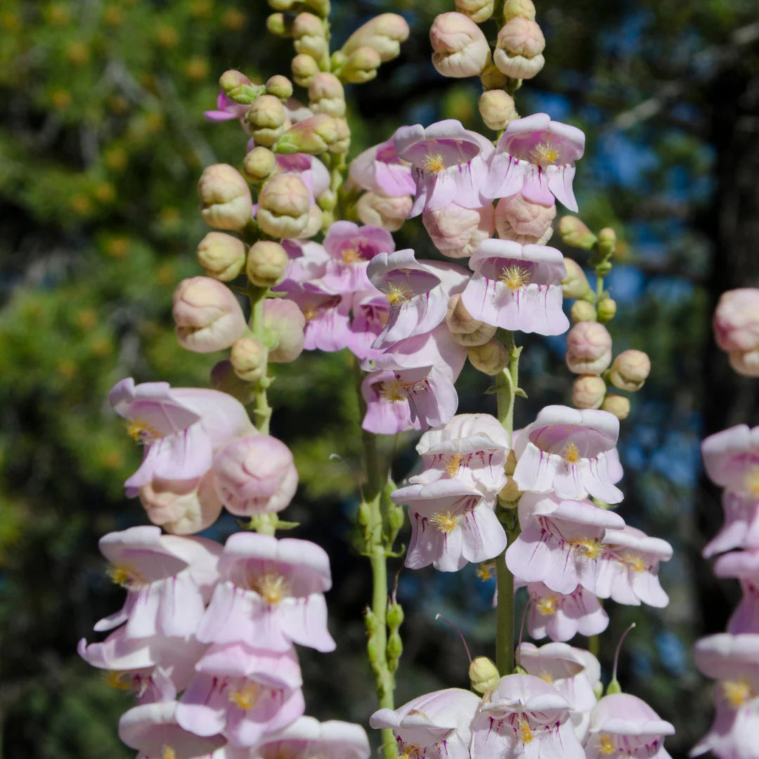 Rosa Palmers Penstemon Samen zur Aussaat leuchtend mehrjährige Blumensamen für Ihren Garten