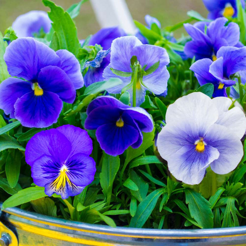 Stiefmütterchen Blau Blumensamen zur Aussaat – Wildblume Mischung – Traditionssorte & ohne Gentechnik Samen Hausgarten