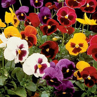 Stiefmütterchen Blume Blumensamen zur Aussaat – Wildblume Mischung – Traditionssorte & ohne Gentechnik Samen Hausgarten