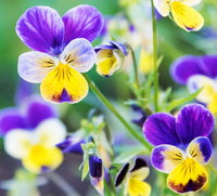 Violett Gelb Stiefmütterchen Blumensamen zur Aussaat – leuchtend Blüten – Traditionssorte & ohne Gentechnik Samen Hausgarten