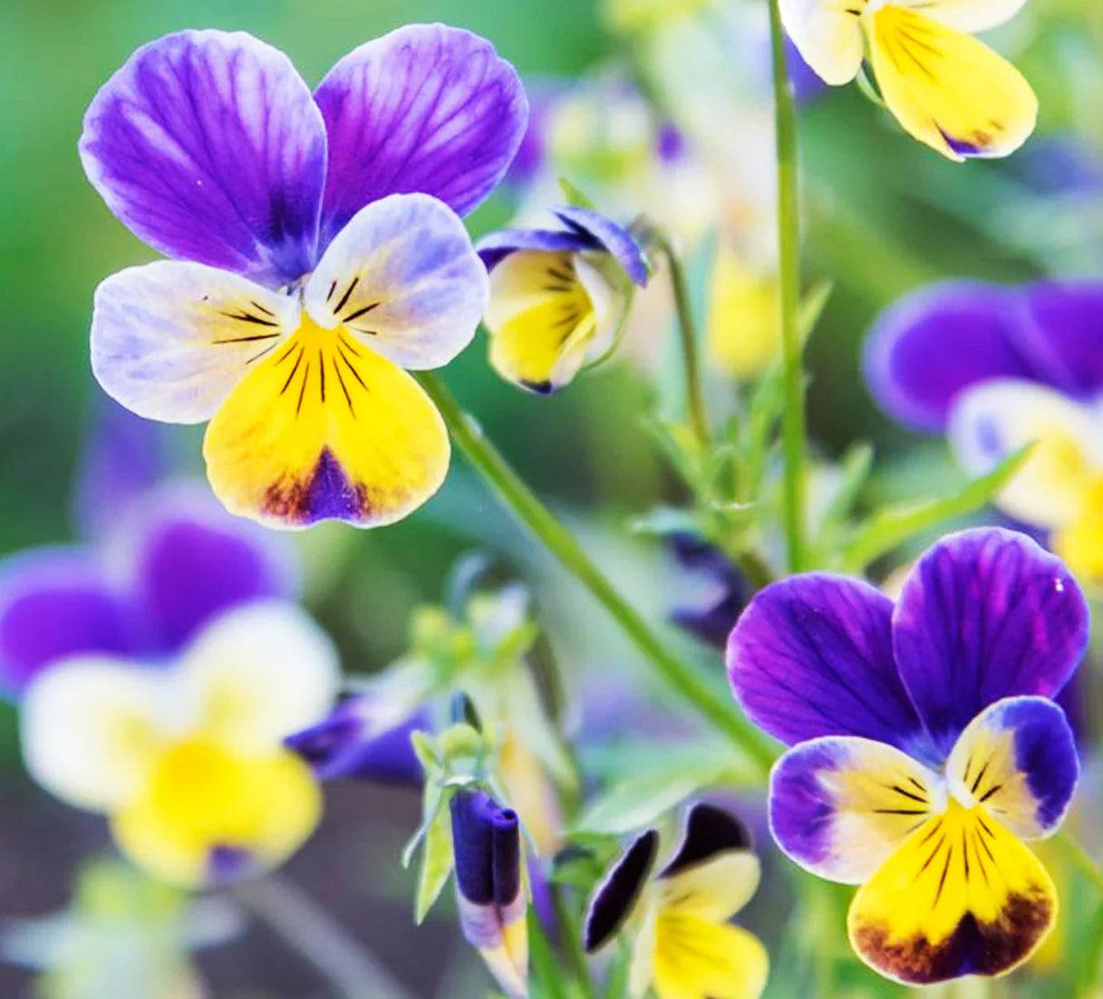 Swiss Gemischt Stiefmütterchen Blumensamen Kollektion zur Aussaat