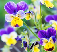 Swiss Gemischt Stiefmütterchen Blumensamen Kollektion zur Aussaat