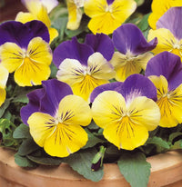 Johnny Jump Ups Blumensamen zur Aussaat ideal Rabatten Traditionssorte & ohne Gentechnik Samen Hausgarten