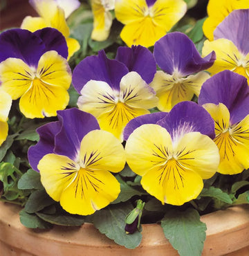 Johnny Jump Ups Blumensamen zur Aussaat ideal Rabatten Traditionssorte & ohne Gentechnik Samen Hausgarten