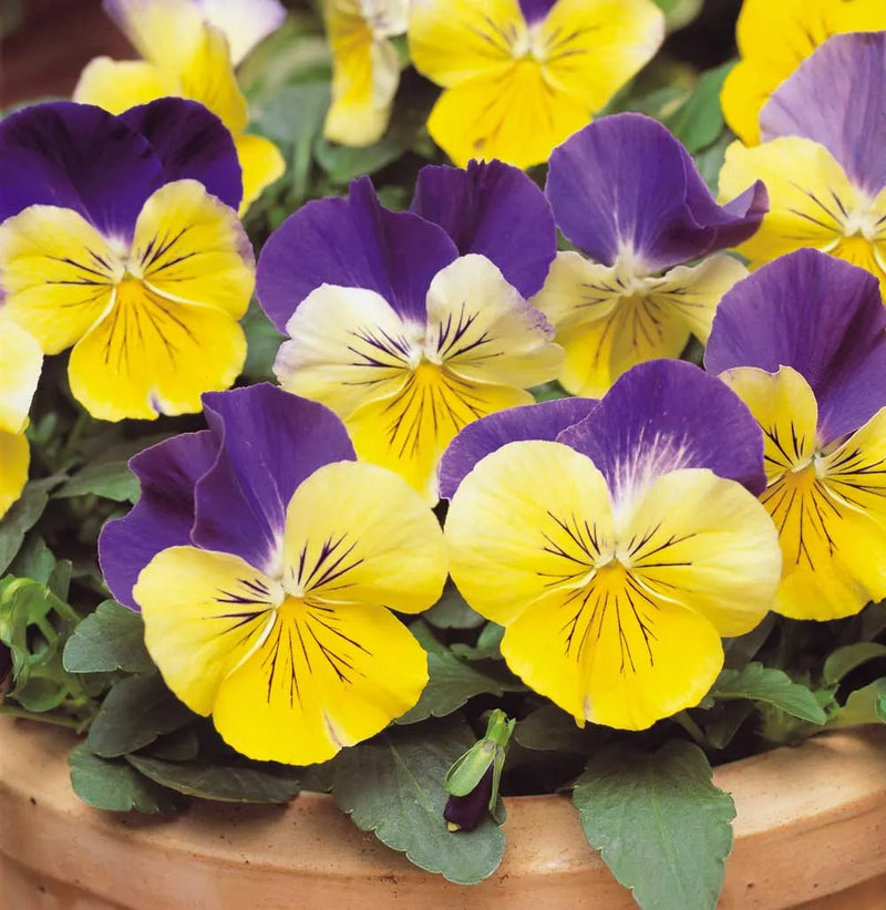 Johnny Jump Ups Blumensamen zur Aussaat ideal Rabatten Traditionssorte & ohne Gentechnik Samen Hausgarten