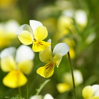 Gelb Weiß Stiefmütterchen Blumensamen zur Aussaat saisonal Dauerblüher Traditionssorte & ohne Gentechnik Samen Hausgarten