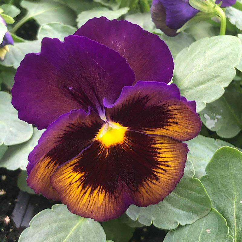 Stiefmütterchen Veilchen Blumensamen zur Aussaat Garten beliebt Traditionssorte & ohne Gentechnik Samen Hausgarten