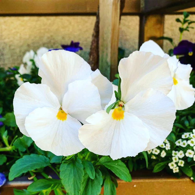 Stiefmütterchen Weiß Blumensamen zur Aussaat – leuchtend Blüten – Traditionssorte & ohne Gentechnik Samen Hausgarten
