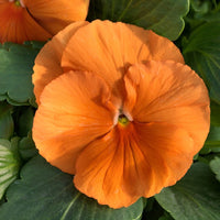 Orange Frizzle Sizzle Blumensamen zur Aussaat – ideal Rabatten – Traditionssorte & ohne Gentechnik Samen Hausgarten