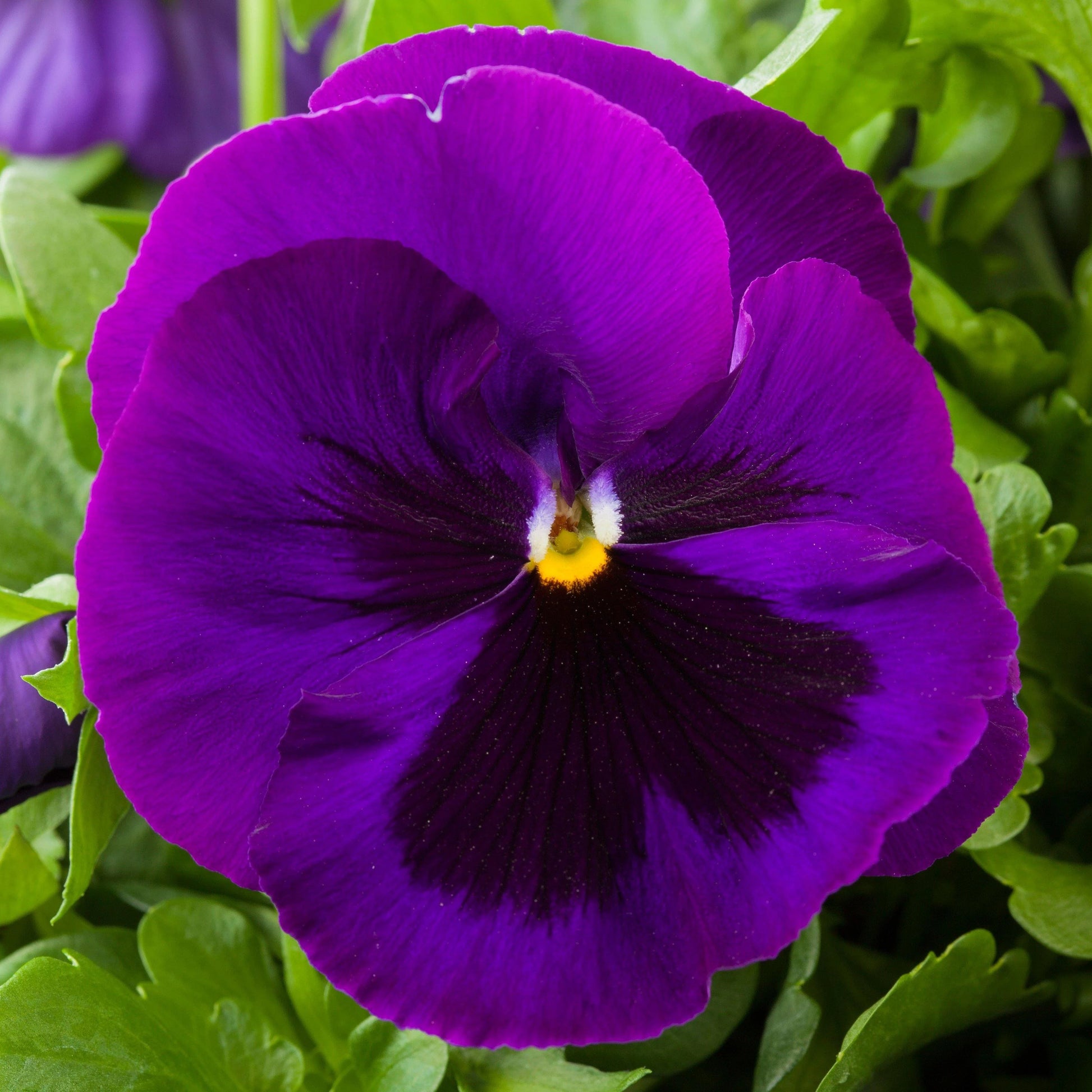 Lila Wavy Veilchen Samen zur Aussaat Fall & Frühling Gärten