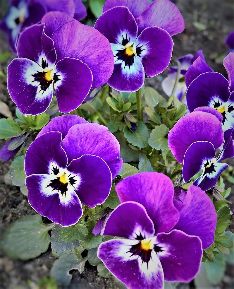 Semi di violetta ondulata viola da seminare per giardini autunnali e primaverili