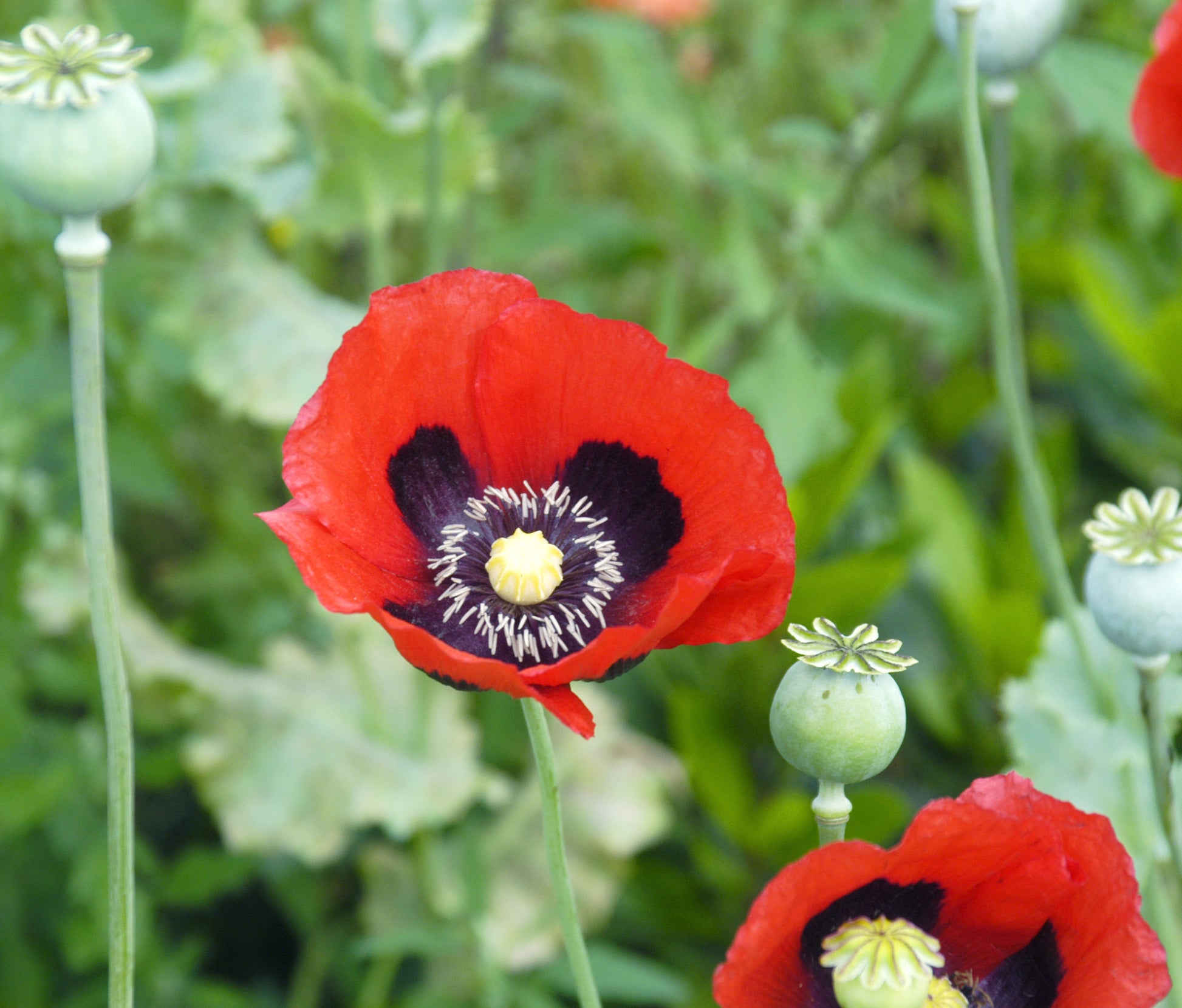Gemischt Somniferum Blumensamen zur Aussaat Schnitt Blume beliebt Traditionssorte & ohne Gentechnik Samen Hausgarten