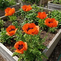 Papaver somniferum Summer Blaze Samen