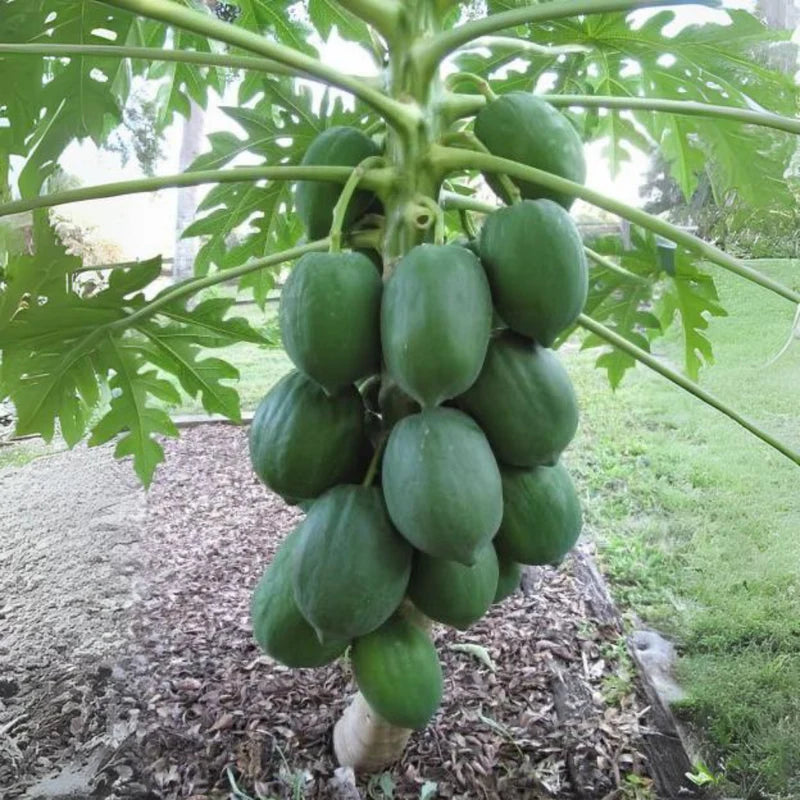 Graines de papaye naine pour une plantation facile