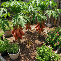 Papaya Samen Red Lady