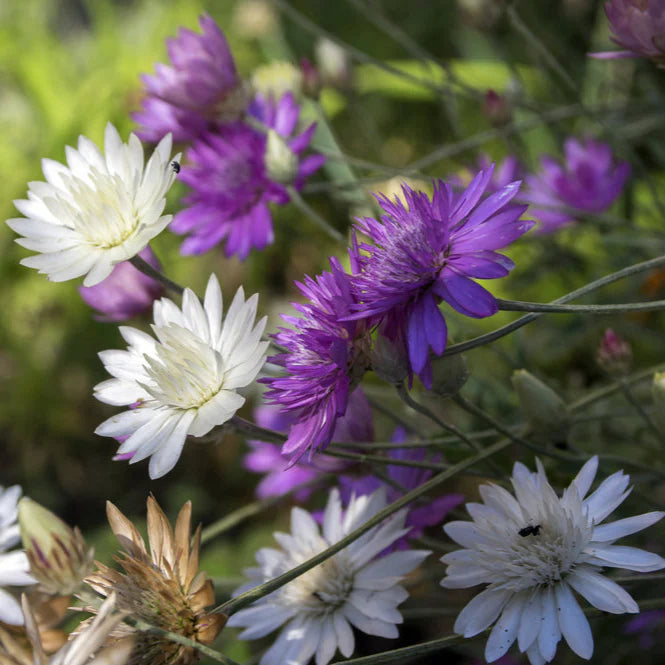 Lavendel Xeranthemum Samen zur Aussaat – einjährige Blume Samen leuchtend Blüten