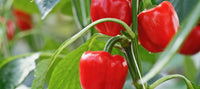 Chili Samen Shaji rund – Scharfe Paprika-Sorte für den Gemüsegarten
